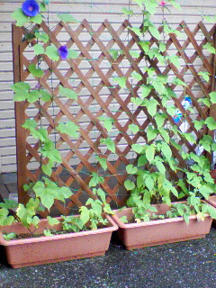 朝顔すだれ あいどるを探せ 朝顔すだれ あいどるを探せ