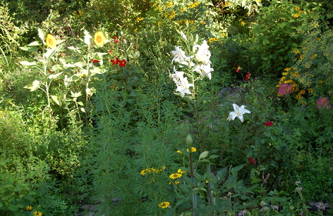 山がきれい。庭の草花もごきげん_c0002943_1062736.jpg