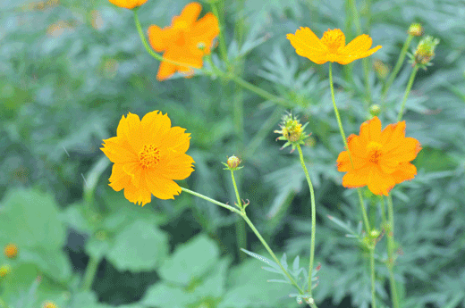 c0093046_1422915.gif