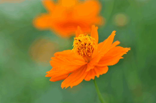c0093046_142682.gif
