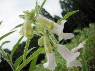 f0043559_9441643.jpg