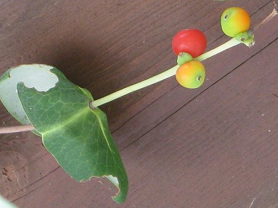 ツキヌキニンドウ(突抜忍冬、突貫忍冬)_c0085874_1834554.jpg