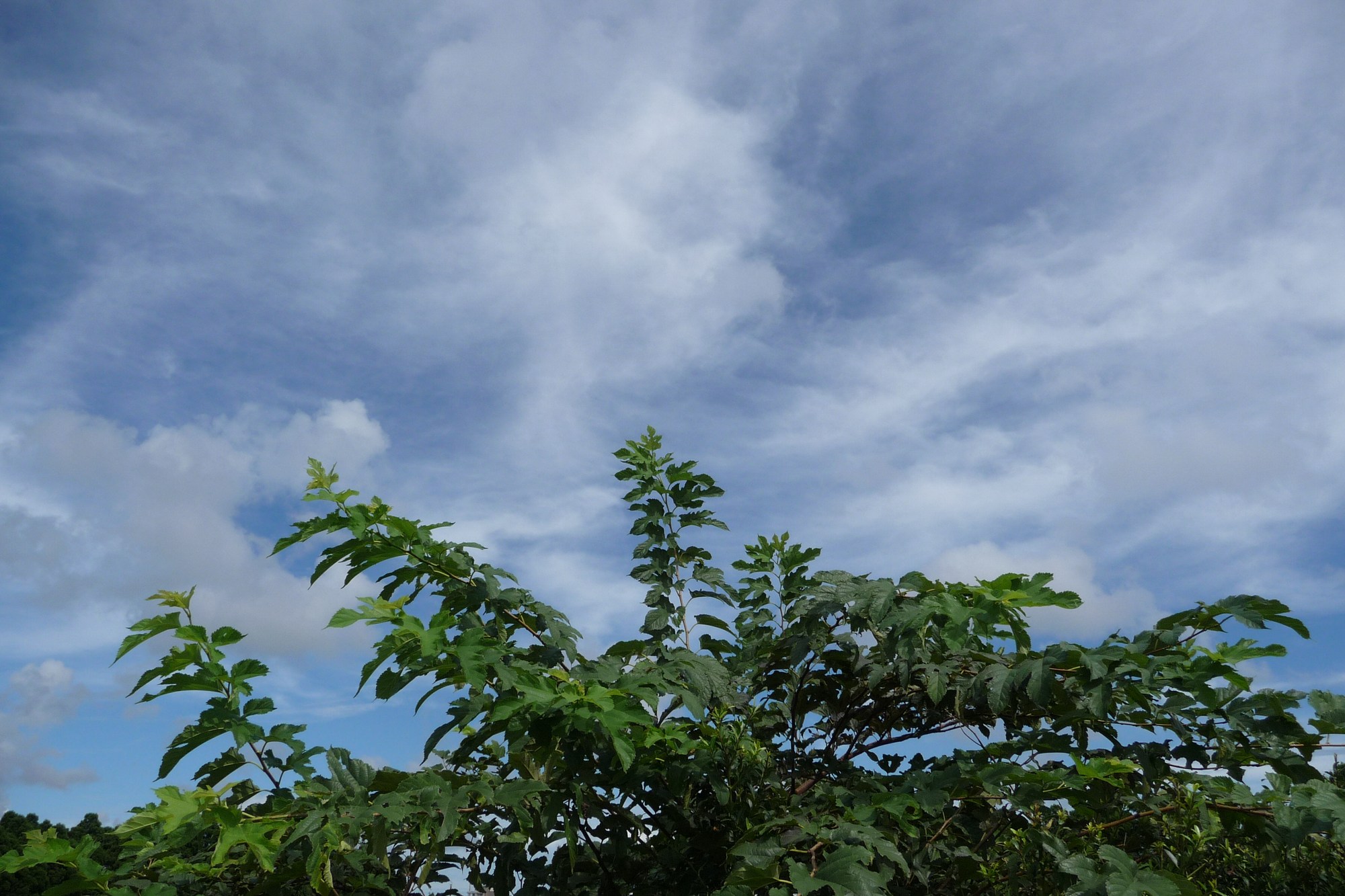 e0071178_166520.jpg