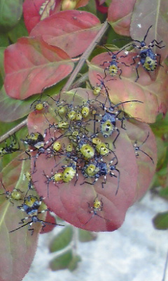 f0009480_1245585.jpg