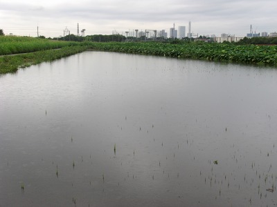 豪雨の後の畑の状況　８月３０日（土）_c0145581_1639469.jpg