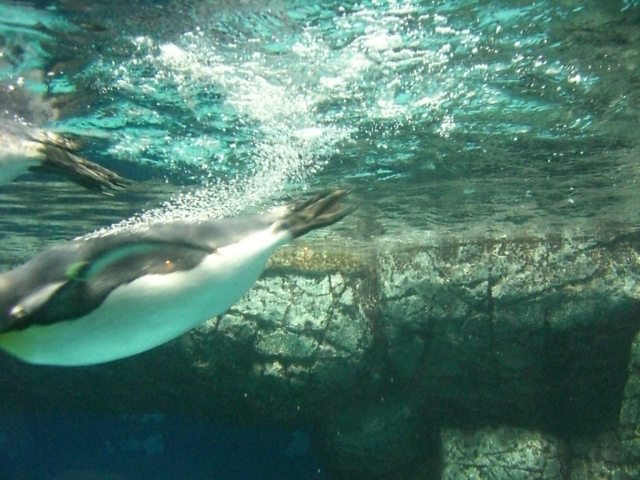 水族館_d0107787_155568.jpg