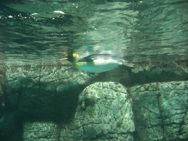 水族館_d0107787_1574142.jpg