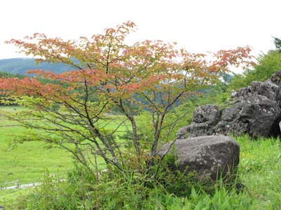 花情報_e0120896_2030405.jpg