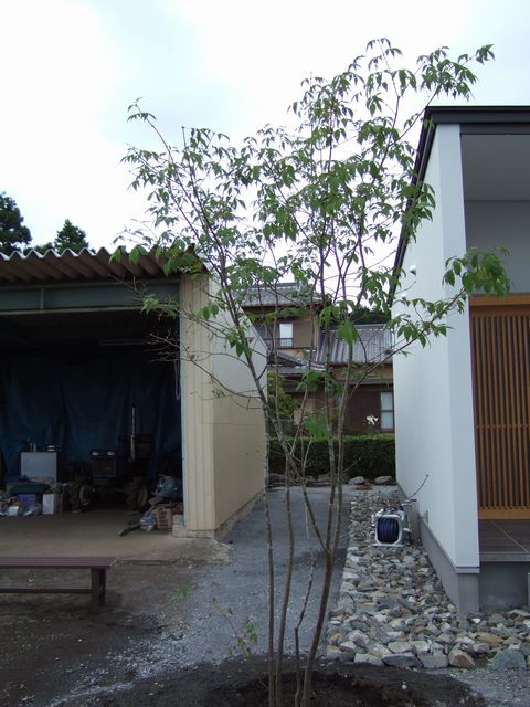 木を見る_f0108604_17411123.jpg