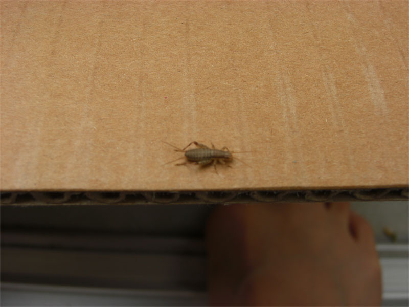 ８月上旬頃からベランダで多数みかける虫 昆虫ブログ むし探検広場