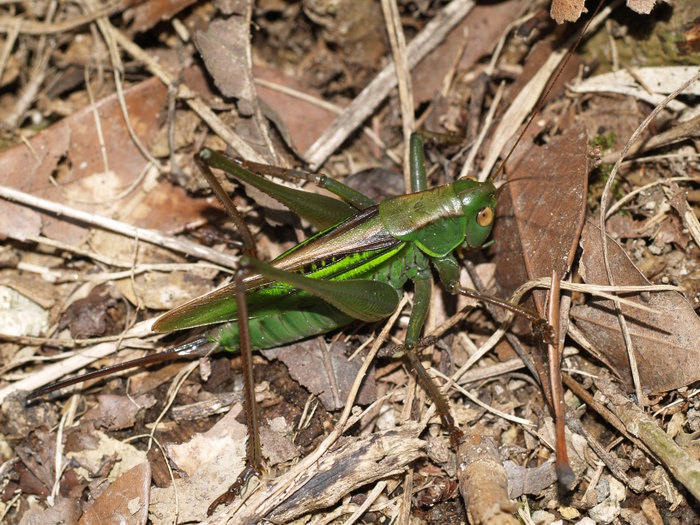 ニシキリギリスの雌♀かな？_c0116915_21204134.jpg
