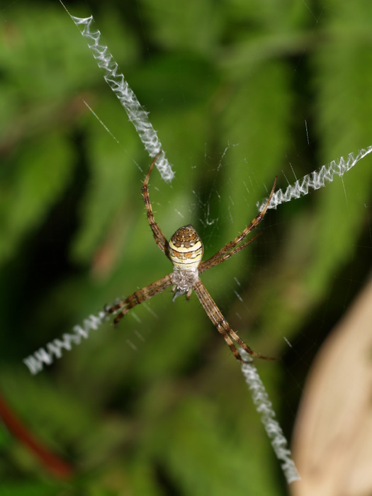 コガタコガネグモの雌♀かな？_c0116915_21362712.jpg