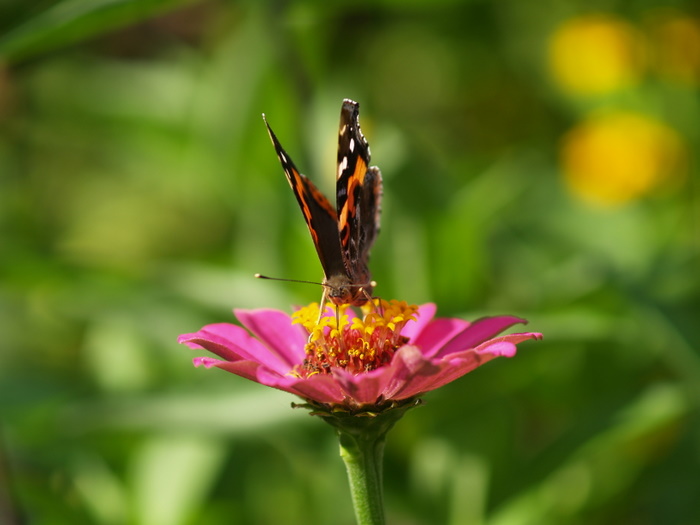 アカタテハ_c0116915_2147117.jpg