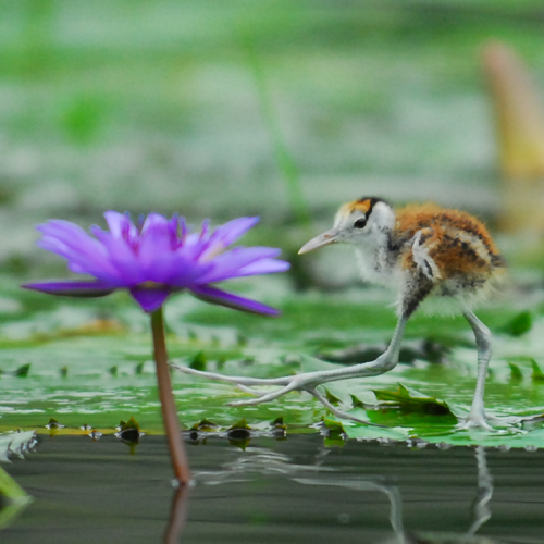 お散歩　-蓮鶴(レンカク)掛川花鳥園-_b0093820_20235216.jpg