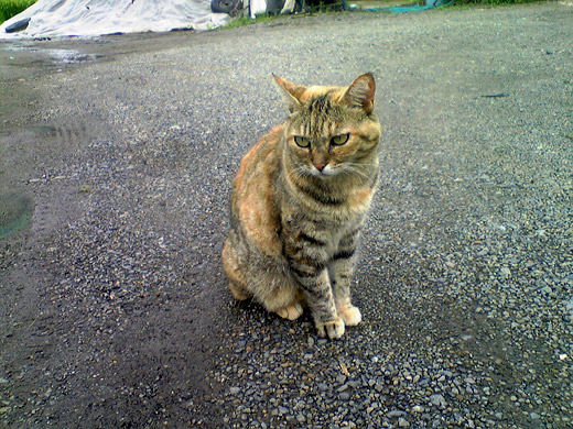 c0147123_9173760.jpg