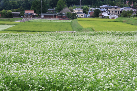 新そばの季節に・・_f0081726_20112815.jpg