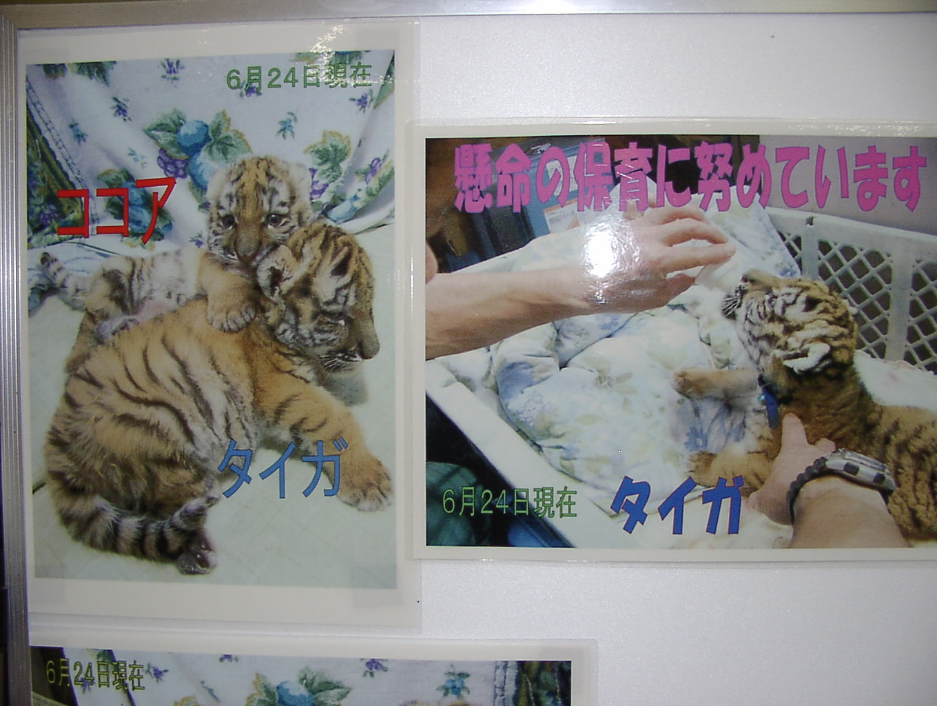 釧路動物園 気になる話題 8月31日_f0113639_19131769.jpg