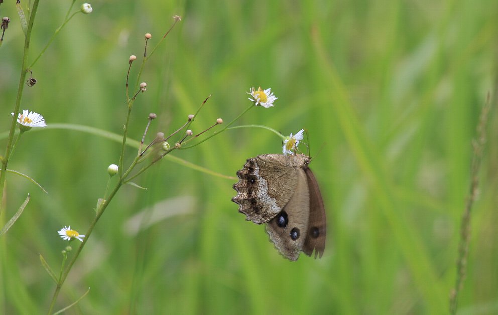 阿蘇　ヒゴタイ公園_e0077041_215414100.jpg