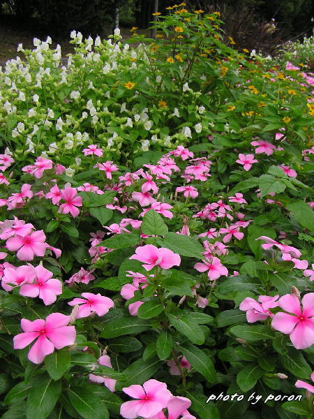 公園の花壇で咲いています旬の園芸花の様子です。_c0137342_8235752.jpg