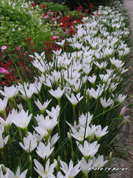 公園の花壇で咲いています旬の園芸花の様子です。_c0137342_840155.jpg