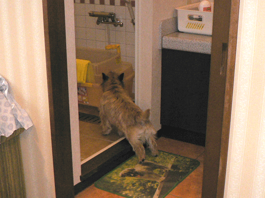 c0147548_13441456.gif