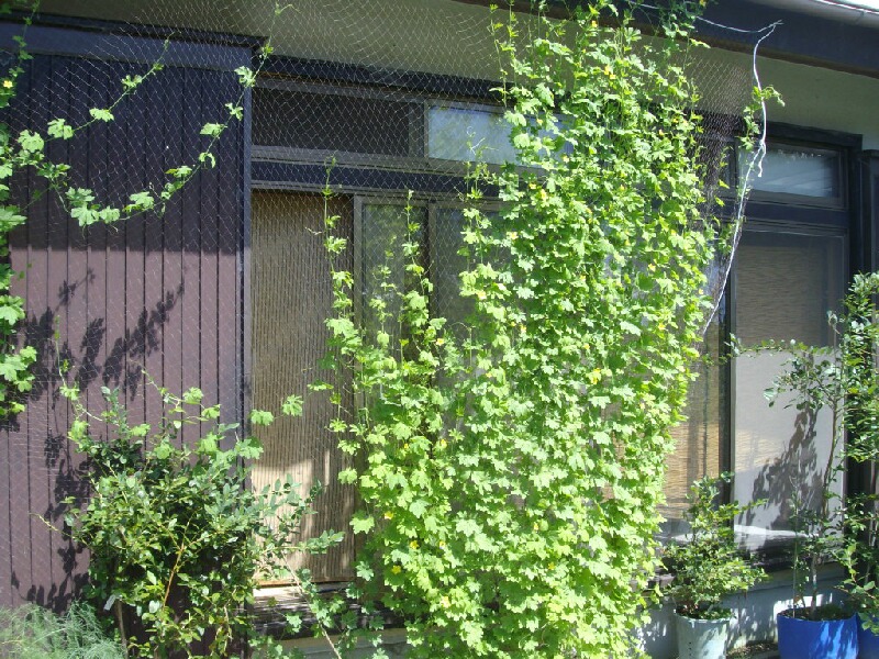 防鳥ネットがグリーンカーテンに ブルーベリーの育て方 栽培 ブルーベリー ノート Blueberrynote