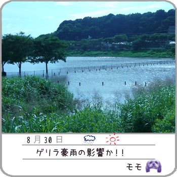 2008年8月30日　引地川親水公園_b0024183_1745275.jpg