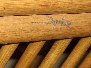 c0175883_13355433.jpg