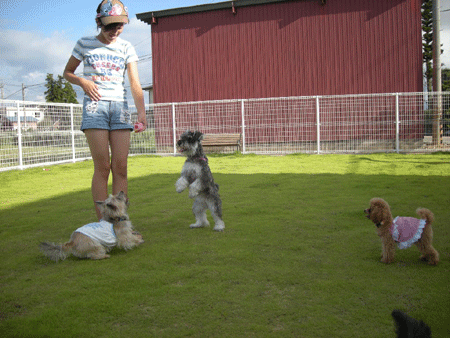e0066883_22112851.gif