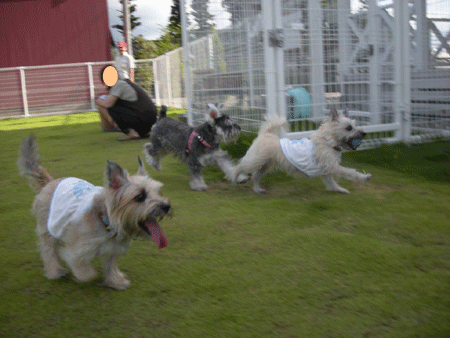 e0066883_22115478.gif