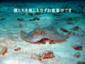 教え甲斐のない!?オープンウォーターダイバーコース_f0144385_8162370.jpg