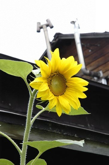 c0170208_738940.jpg