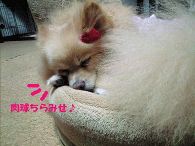 b0075318_2259344.gif