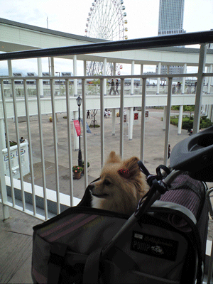 b0075318_22595194.gif