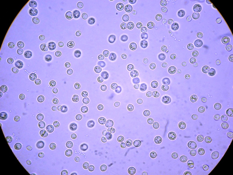 Saccharomyces Cerevisiae 酵母を加える ブドウ畑の空に乾杯 Saccharomyces Cerevisiae 酵母を加える ブドウ畑の空に乾杯