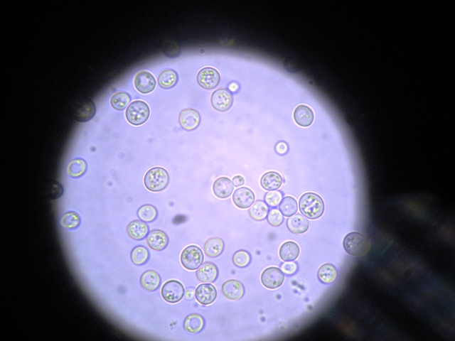 Saccharomyces Cerevisiae 酵母を加える ブドウ畑の空に乾杯 Saccharomyces Cerevisiae 酵母を加える ブドウ畑の空に乾杯