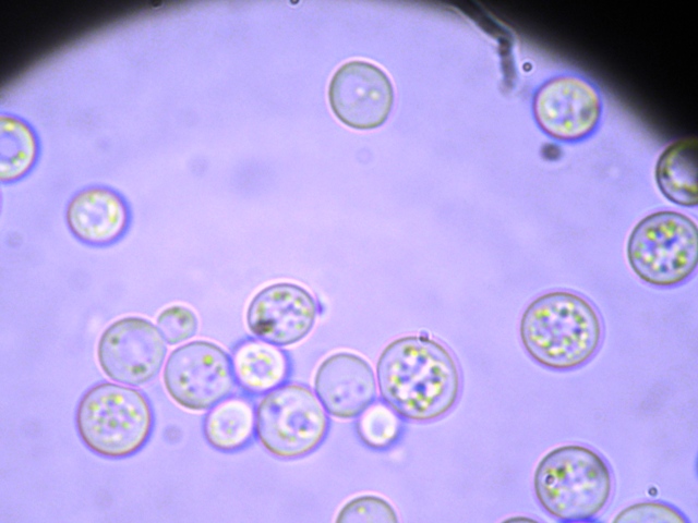 Saccharomyces Cerevisiae 酵母を加える ブドウ畑の空に乾杯 Saccharomyces Cerevisiae 酵母を加える ブドウ畑の空に乾杯