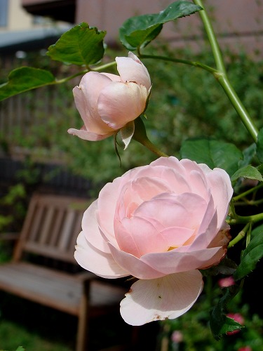 f0170524_12253269.jpg