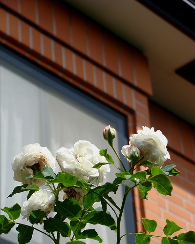 f0170524_12422930.jpg