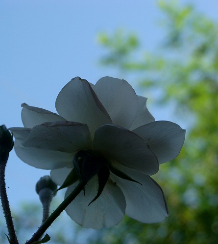 f0170524_137311.jpg