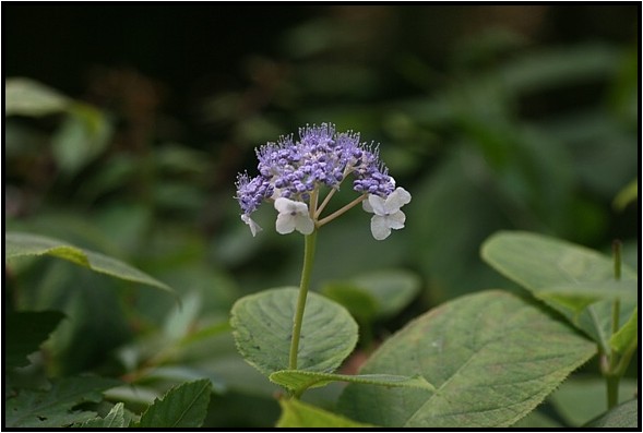 面ノ木園地に咲く花_e0091347_6495582.jpg