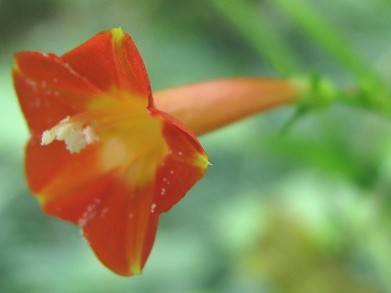マルバルコウソウ(丸葉縷紅草)_c0085874_12121770.jpg