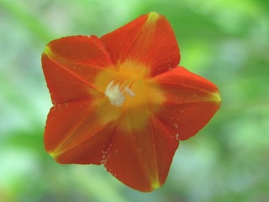マルバルコウソウ(丸葉縷紅草)_c0085874_12123377.jpg