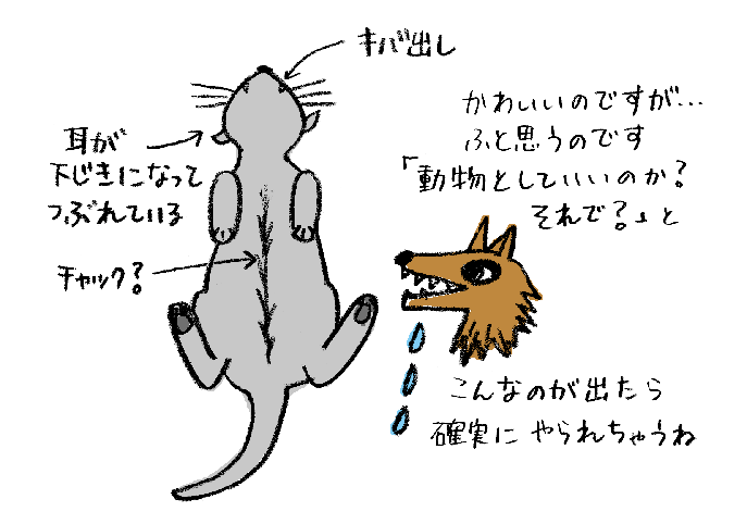 朝目覚めると横には猫の開きが！_d0137075_13272419.gif