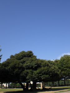 久し振りの青空_b0150576_10242375.jpg