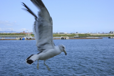 野鳥アルバム_b0047179_1453359.jpg