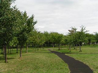 豊平川桜の杜_f0078286_9131734.jpg