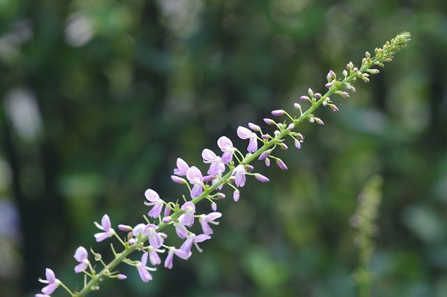 e0070891_18343480.jpg