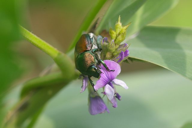 e0070891_18384015.jpg