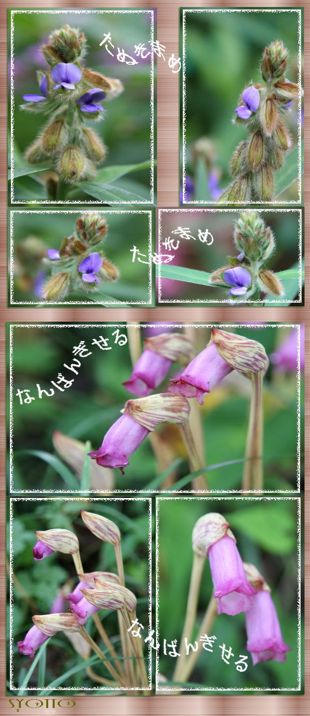 花之江の郷にて　　９月１日（月）　　_f0164592_092212.jpg